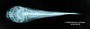 Astroblepus cyclopus santanderensis FMNH 58433 lecto dv x